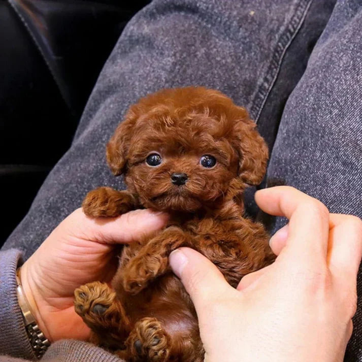 Interaktiv Realistisk Robotvalp