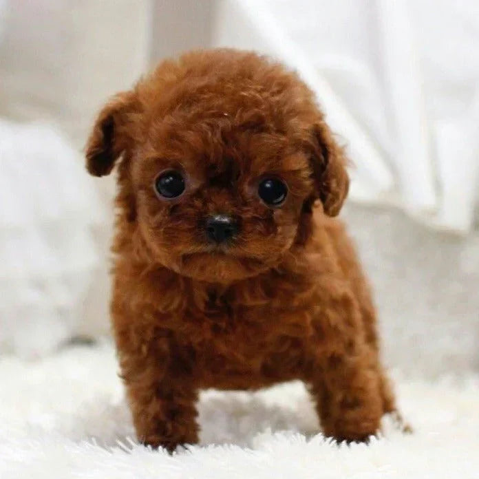 Interaktiv Realistisk Robotvalp