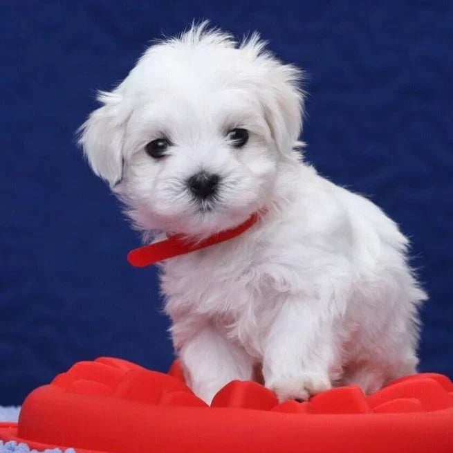 Interaktiv Realistisk Robotvalp