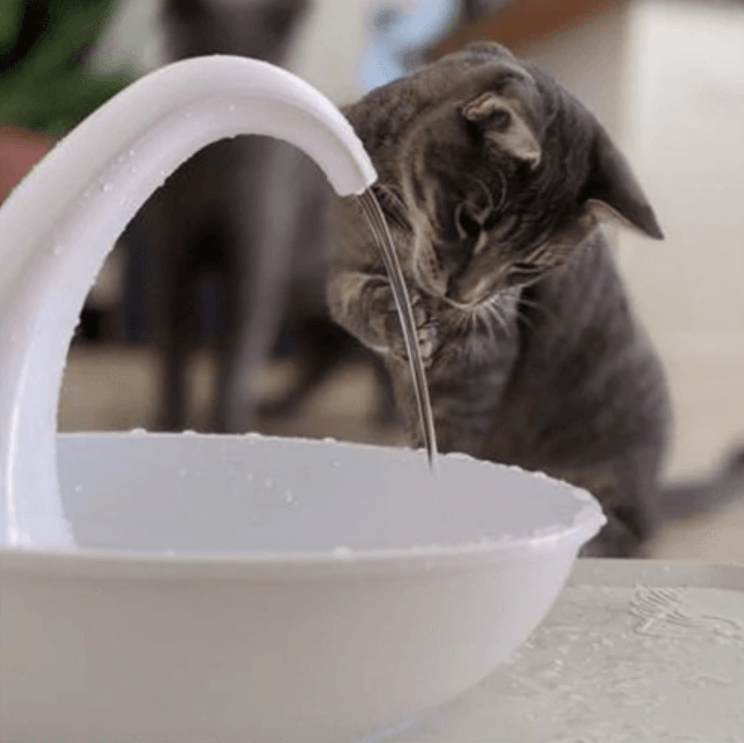 Premie Automatisk Katter Vattenfontän