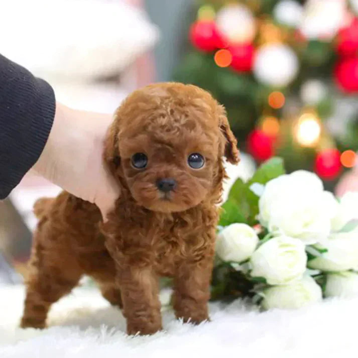 Interaktiv Realistisk Robotvalp